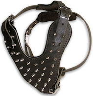Shar Pei Leather spiked dog harness -custom deluxe dog harness Shar Pei Leather spiked dog harness -custom deluxe dog harness