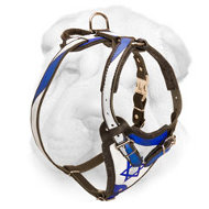 Outstanding Shar-Pei Harness "Star of David" Outstanding Shar-Pei Harness "Star of David"