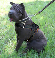 Shar Pei nylon dog harness for tracking,walking,travel.. Shar Pei nylon dog harness for tracking,walking,travel..