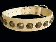 Shar Pei Gorgeous Wide Leather Dog Collar