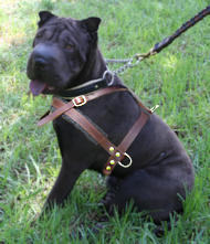 Shar Pei Leather Dog Harness for walking, tracking Shar Pei Leather Dog Harness for walking, tracking