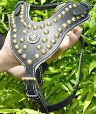Shar Pei Royal Dog Harness - Design Studded Leather Harness-H11 Shar Pei Royal Dog Harness - Design Studded Leather Harness-H11