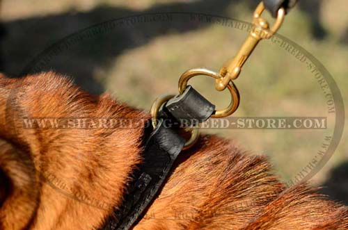 Brass O-rings on Shar Pei Choke Collar