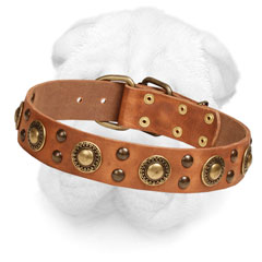 Leather Shar-Pei Collar Decorated with Brass Circles