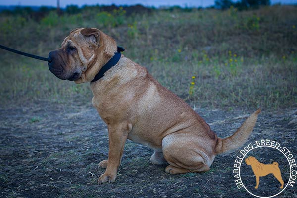 Comfortable leather Shar Pei collar for effective training