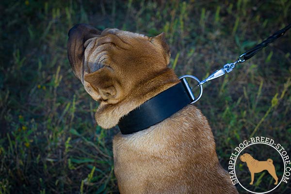 Extra strong leather Shar Pei collar with nickel plated buckle and D-ring