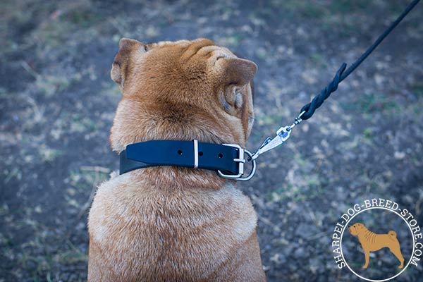 Reliable leather Shar Pei collar with nickel plated hardware
