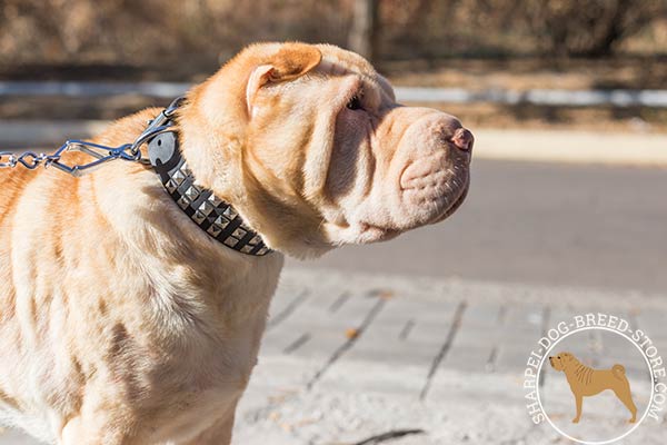 Up-to-trend leather Shar Pei collar with nickel plated studs
