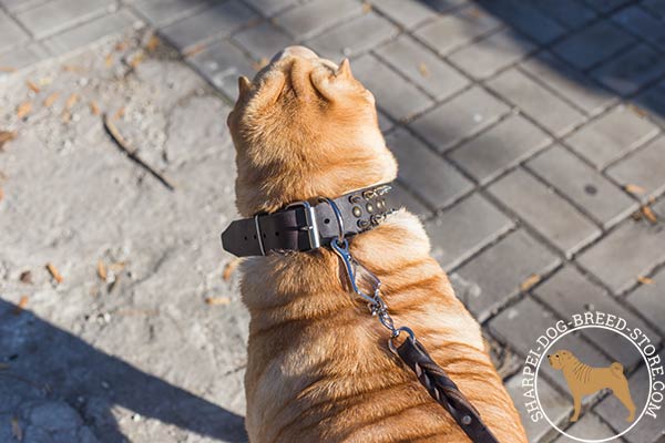 Leather dog collar for Shar Pei with reliable buckle and D-ring