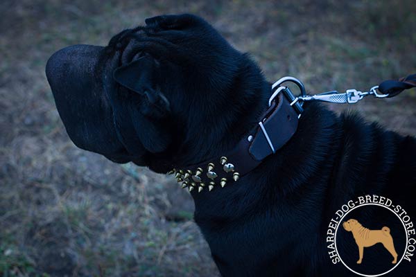 Awesome leather dog collar for Shar Pei with shiny strong hardware