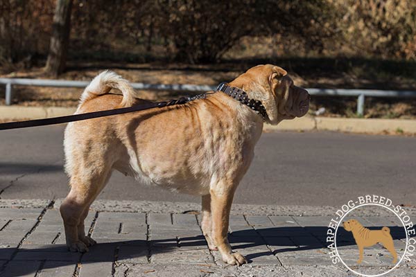 A-grade leather dog collar for Shar Pei walking in style