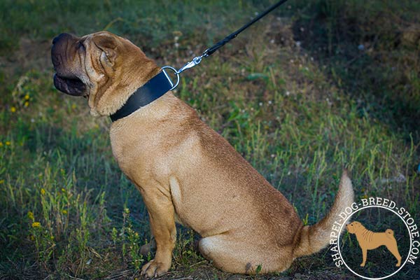 Simple-design wide leather dog collar for Shar Pei