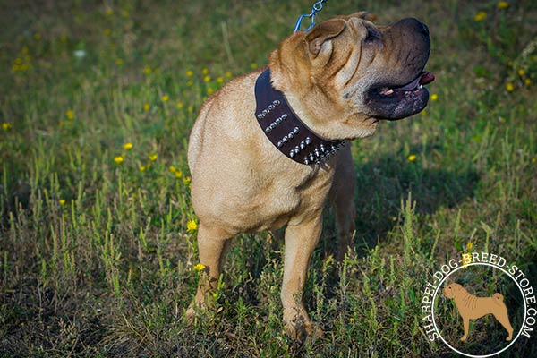 Wide leather dog collar for Shar Pei walking