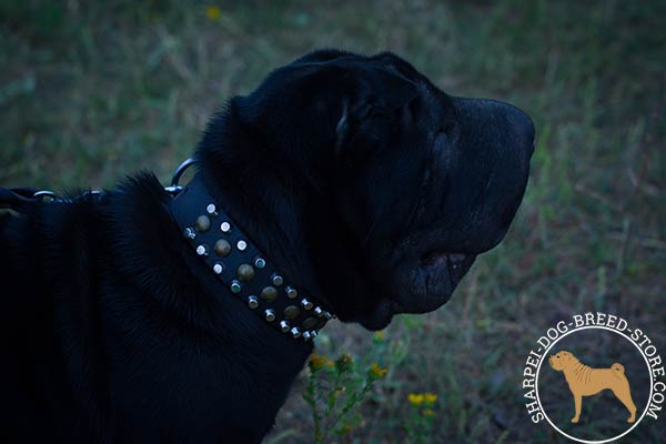 Catchy leather dog collar for Shar Pei with pyramids and studs