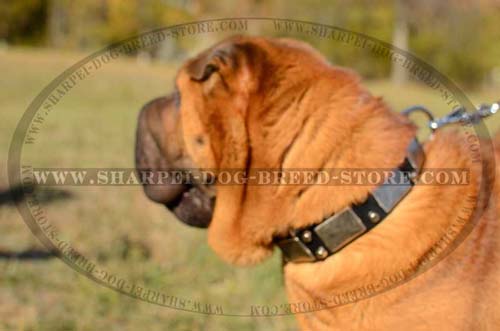 Dog Walking Collar for Shar Pei Decorated with Plates and Cones