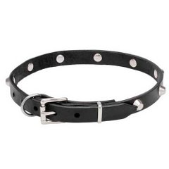 Collar with Durable Buckle