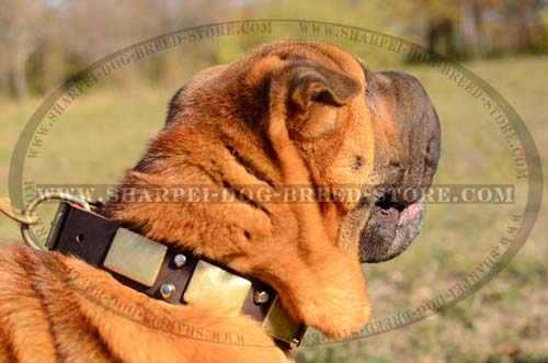 Stylish Handcrafted Shar Pei Breed Collar with Brass Plates