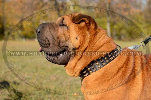 Handcrafted Leather Dog Collar for Shar Pei with Interchanging Columns of Spikes and Studs