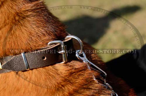 Nickel Plated Buckle on Leather Dog Collar